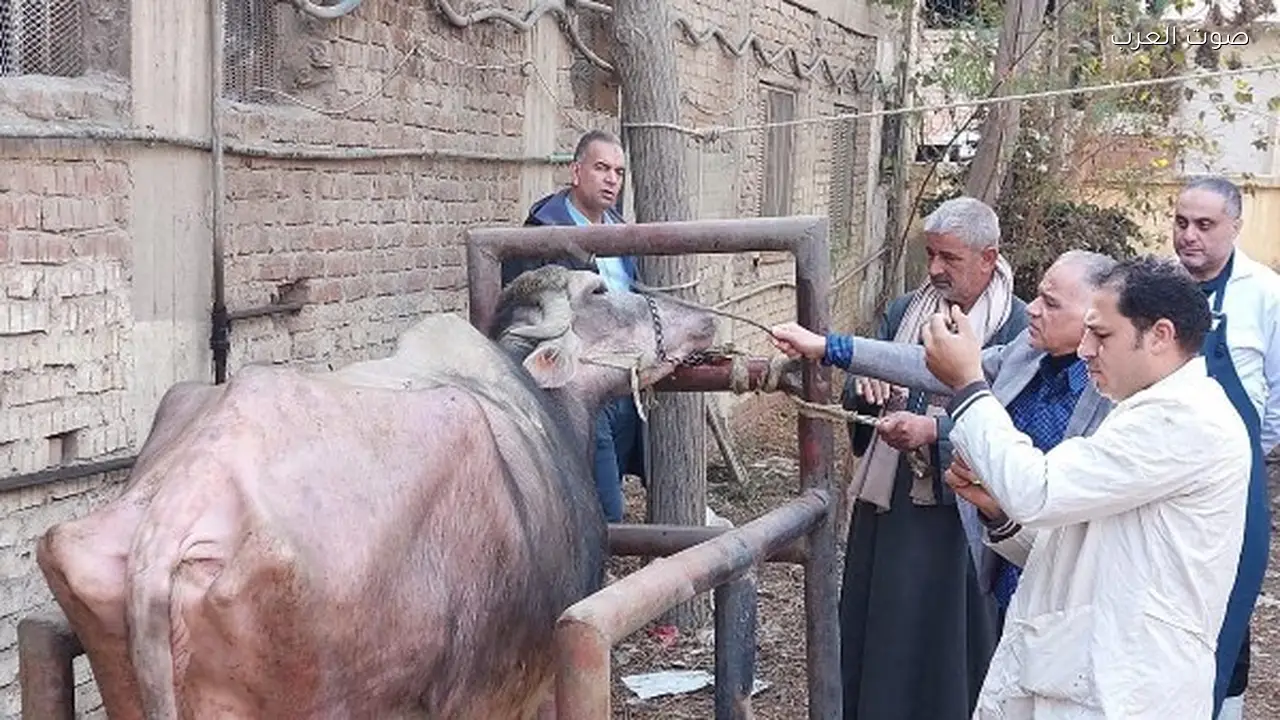 241 قافلة بيطرية مجانية لصغار المربين في 238 قرية خلال يناير