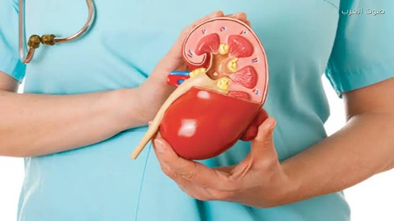 5 أطعمة تعزز صحة الكلى عند تناولها بانتظام