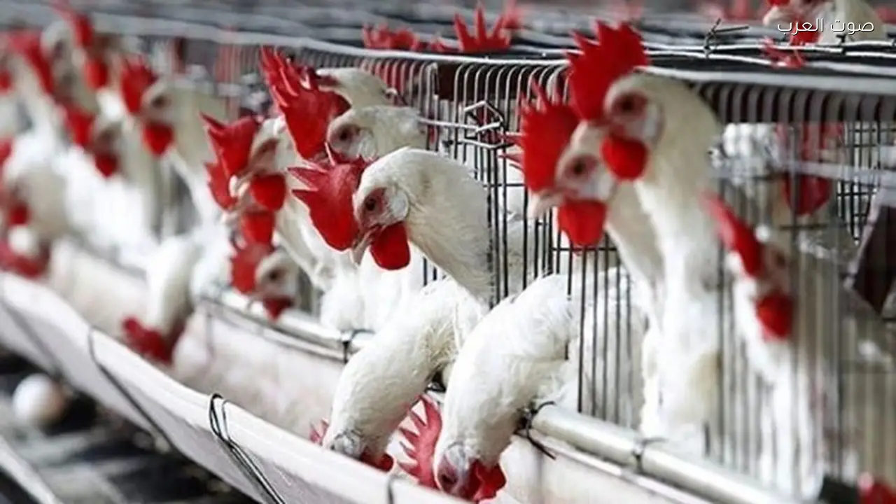 أسعار الدواجن ترتفع بشكل كبير في الأسواق والكيلو يصل إلى كم؟