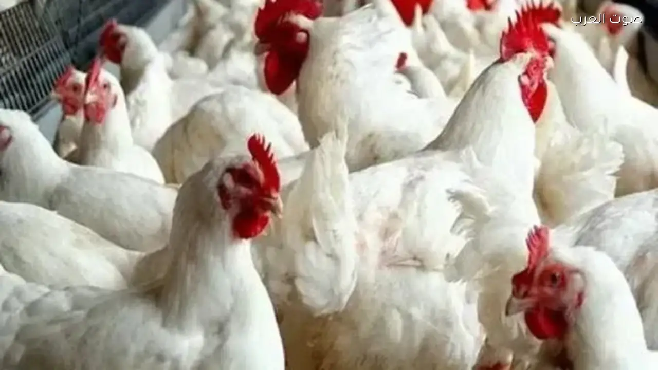 أسعار الدواجن غدًا في الأسواق
