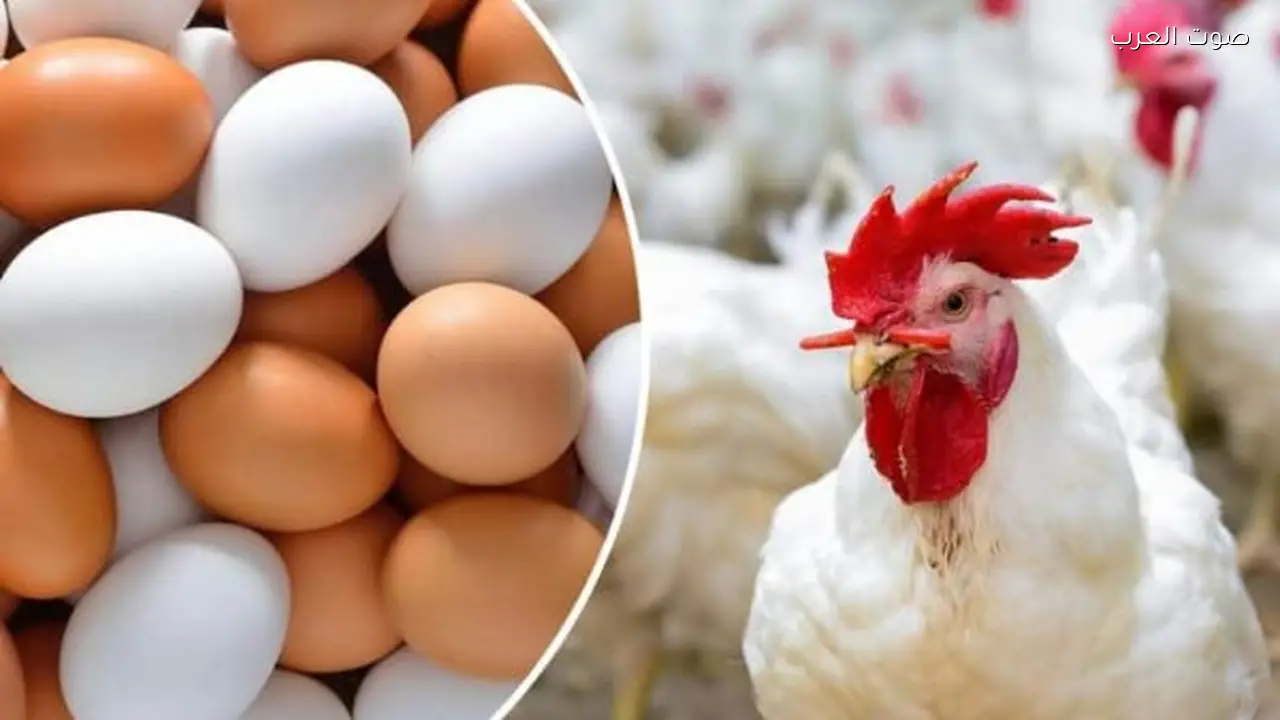 أسعار الدواجن في الأسواق غدًا تفاجئ الجميع