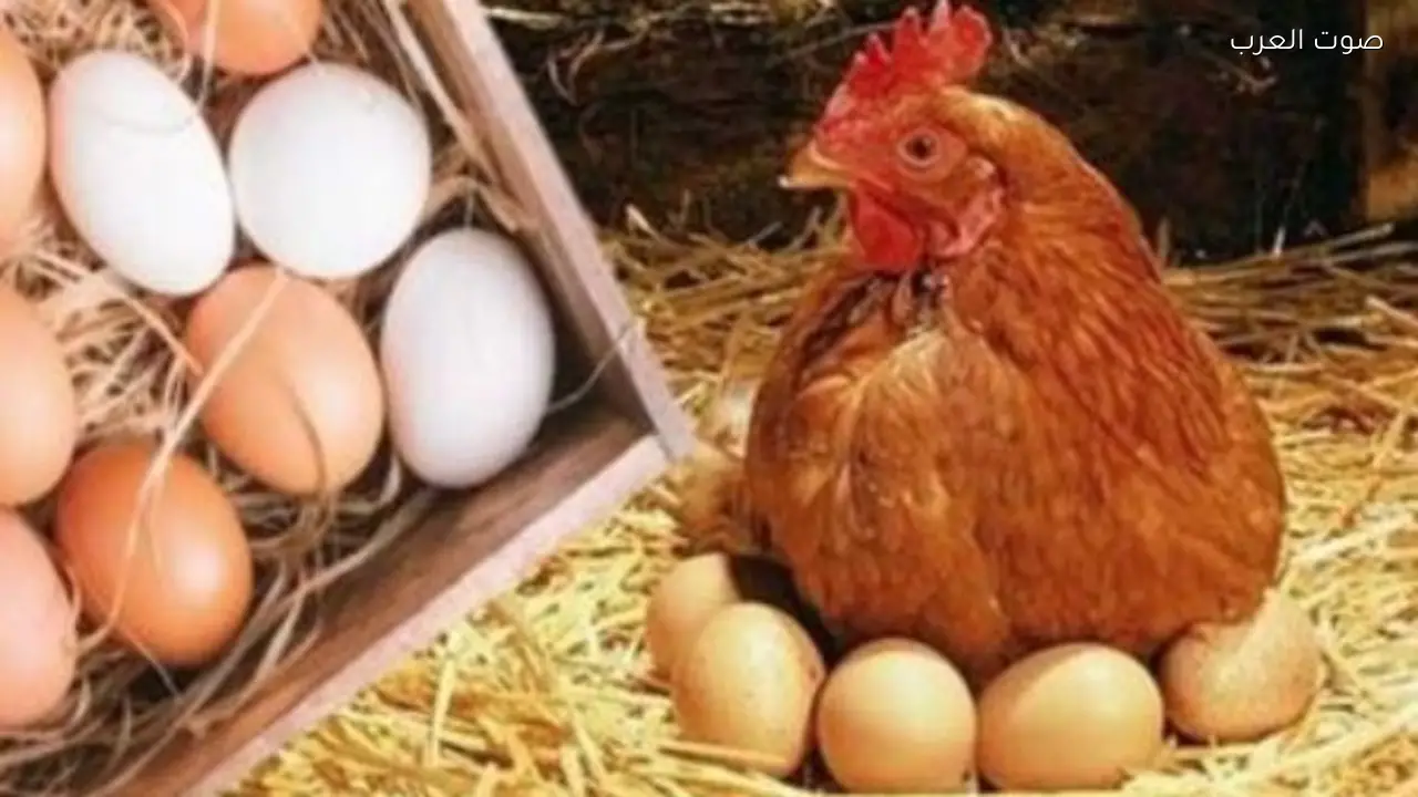 أسعار الدواجن والبيض اليوم في الأسواق