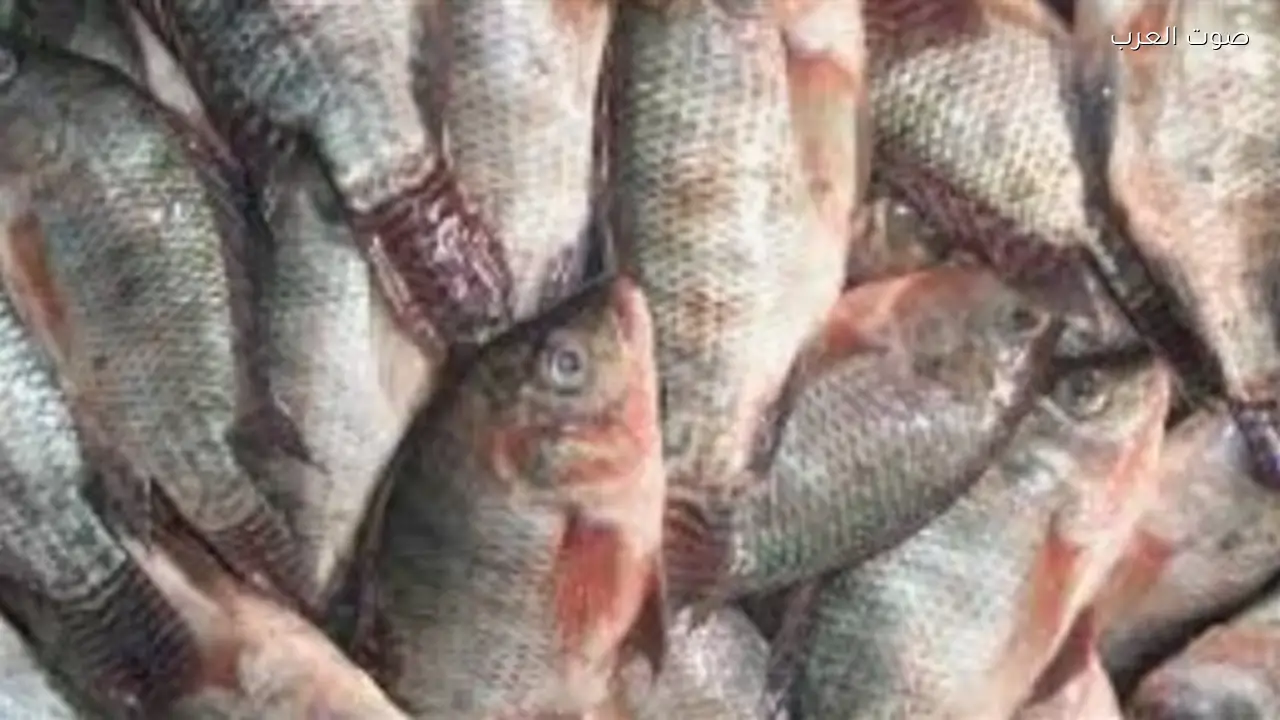 أسعار السمك والمأكولات البحرية اليوم الثلاثاء 17 فبراير 2026