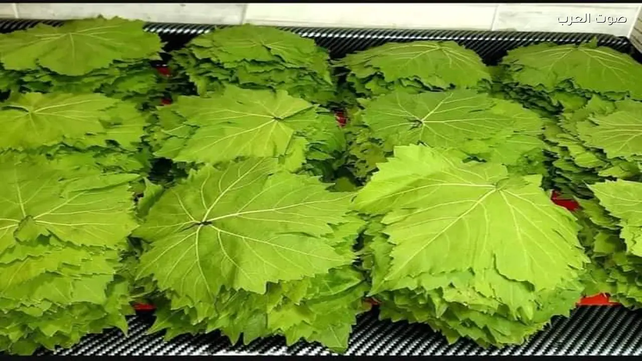 أسعار ورق العنب تصل إلى 200 جنيه وموعد انخفاضها يثير التساؤلات