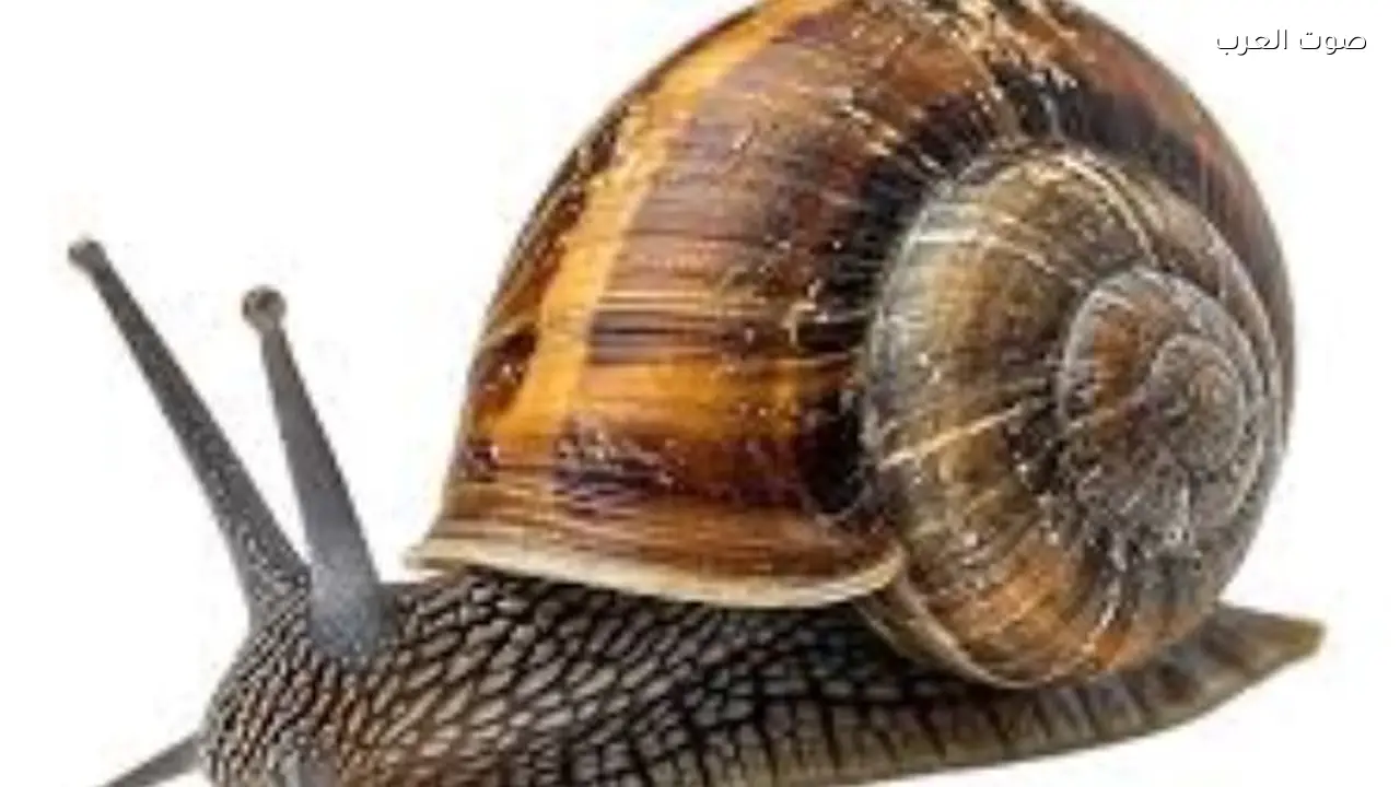 إنقاذ حلزون نادر من الانقراض في إنجلترا