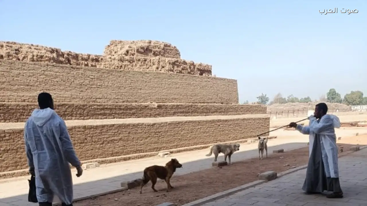 “الزراعة: تحصين وتعقيم 11 ألف كلب لمكافحة السعار منذ يناير”