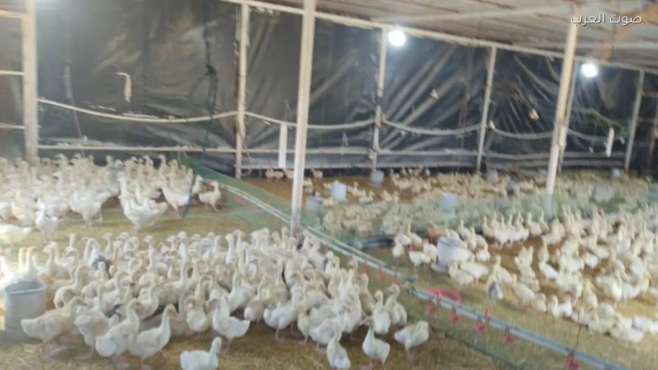 الزراعة تكشف بالأرقام عن مواجهة شائعات نفوق الدواجن من خلال فحص المزارع