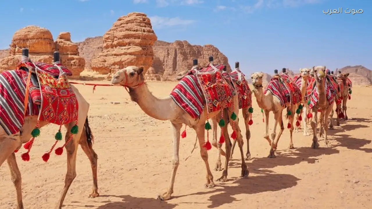 السعودية تطلق جواز سفر للإبل لتعريف شامل