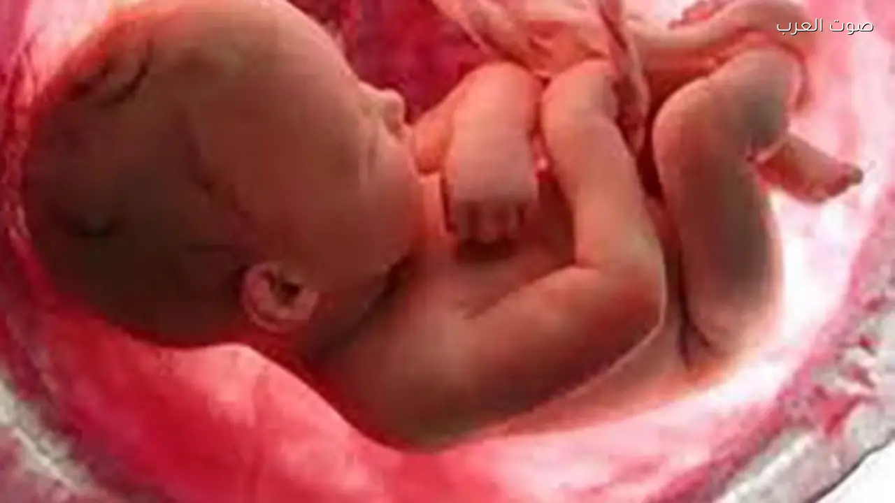 العثور على جوال يحتوي على أجنة في المنيا وسط ظروف غامضة