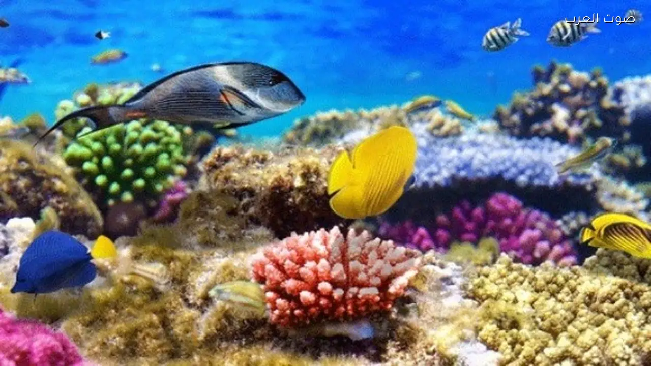 المحميات الطبيعية في مصر تحمي التنوع البيولوجي وتعزز البحث العلمي