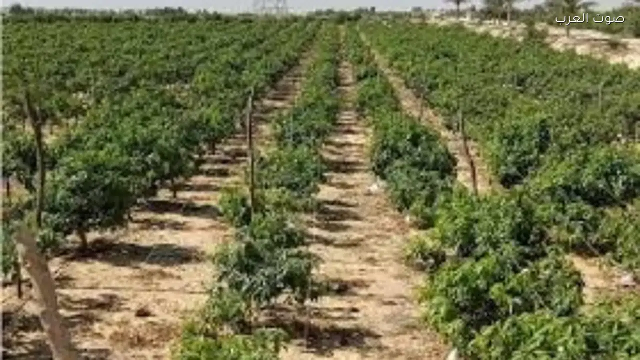 تأثيرات الطقس على المحاصيل الزراعية ونصائح للتعامل مع الانخفاضات