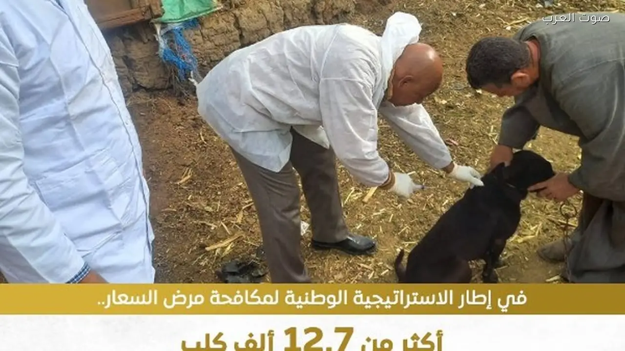 تحصين 12.7 كلب لحماية المواطنين وتعزيز الرفق بالحيوان