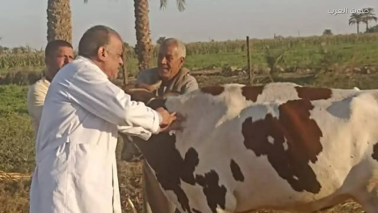 تحصين 2.1 مليون رأس ماشية في حملة لمكافحة الحمى القلاعية