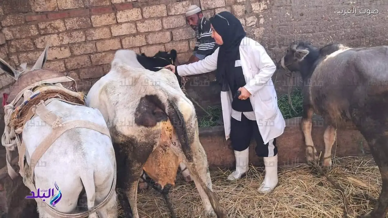 تحصين 230 ألف رأس ماشية ضد الحمى القلاعية في الغربية