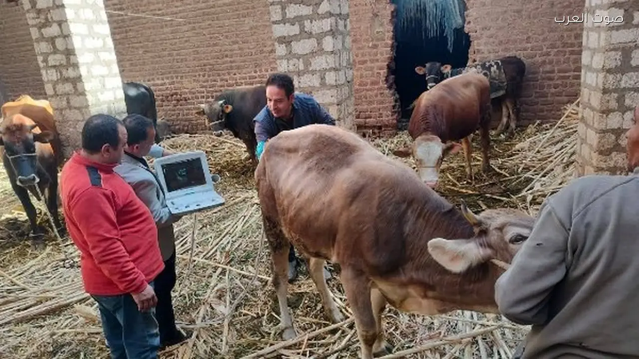 تنفيذ التلقيح الاصطناعي لأكثر من 59 ألف رأس ماشية في مصر