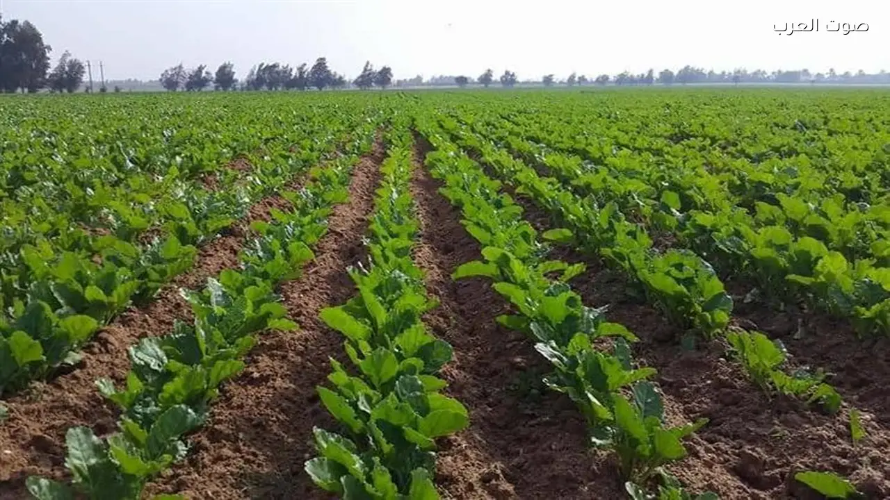 حازم المنوفي: جهاز مستقبل مصر يعزز الأمن الغذائي والأسواق