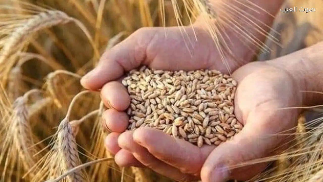حزمة دعم القمح تعزز الاكتفاء الذاتي وتقلل الاستيراد