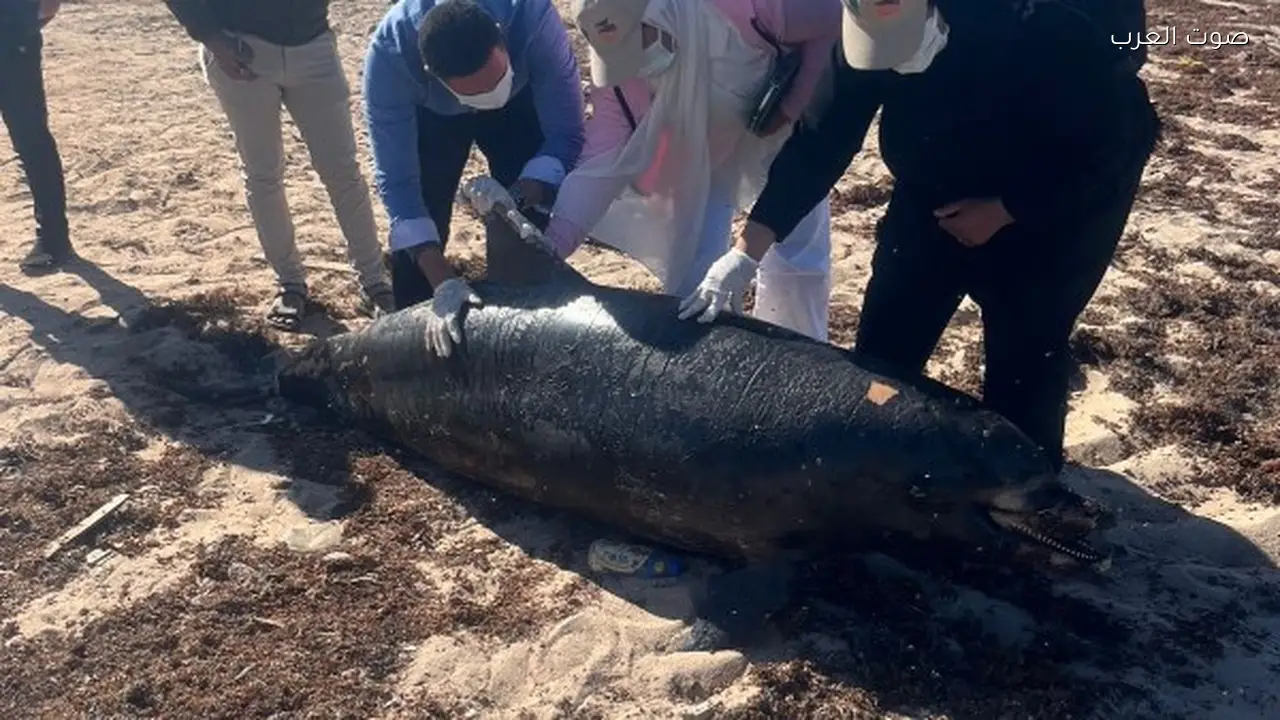دفن دلفين نافق في رأس غارب بعد بلاغ محميات البحر الأحمر