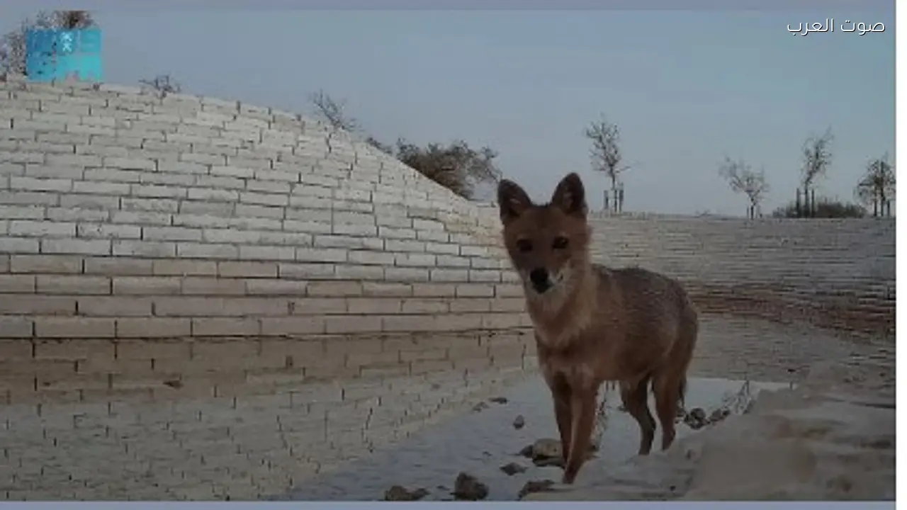 رصد “ابن آوى الذهبي” لأول مرة في محمية الملك عبدالعزيز بالرياض