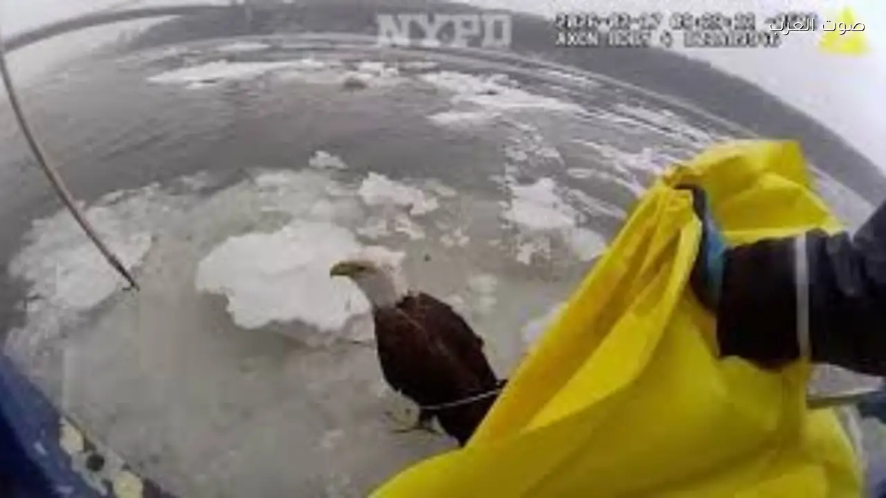 شرطة تنقذ نسرًا أصلعًا عالقًا في الجليد
