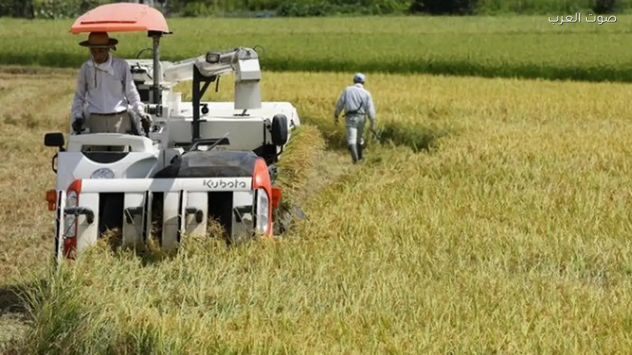 صادرات الفراولة تعزز مكانة الزراعة المصرية عالمياً