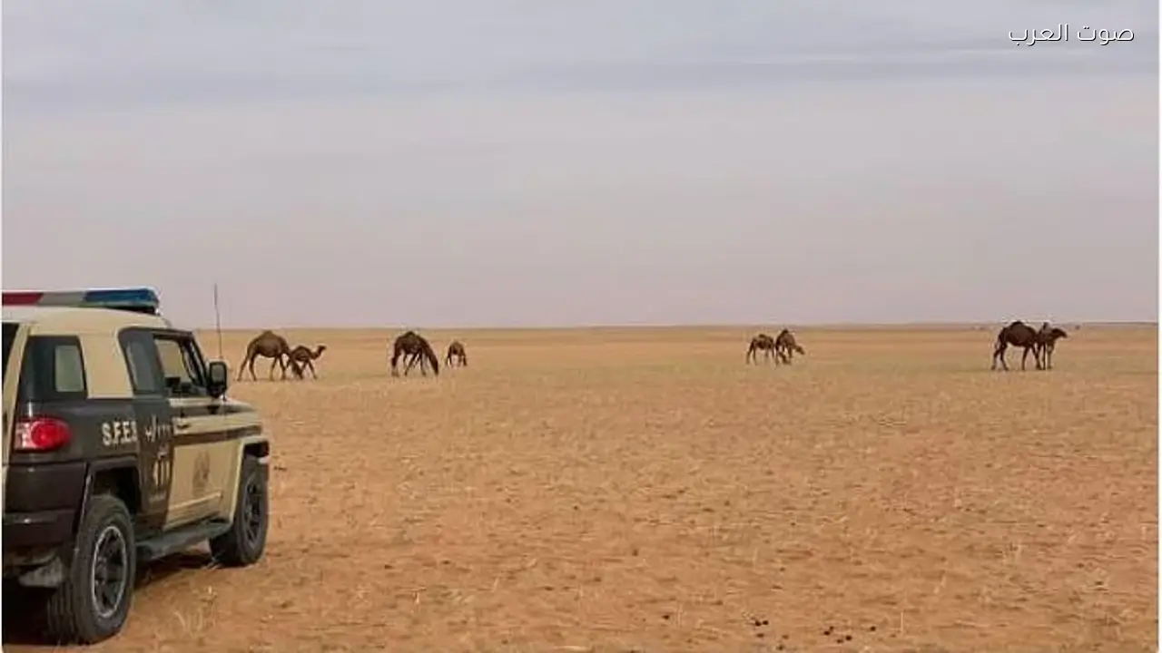 ضبط شخص مخالف للرعي في محمية الإمام عبدالعزيز بن محمد