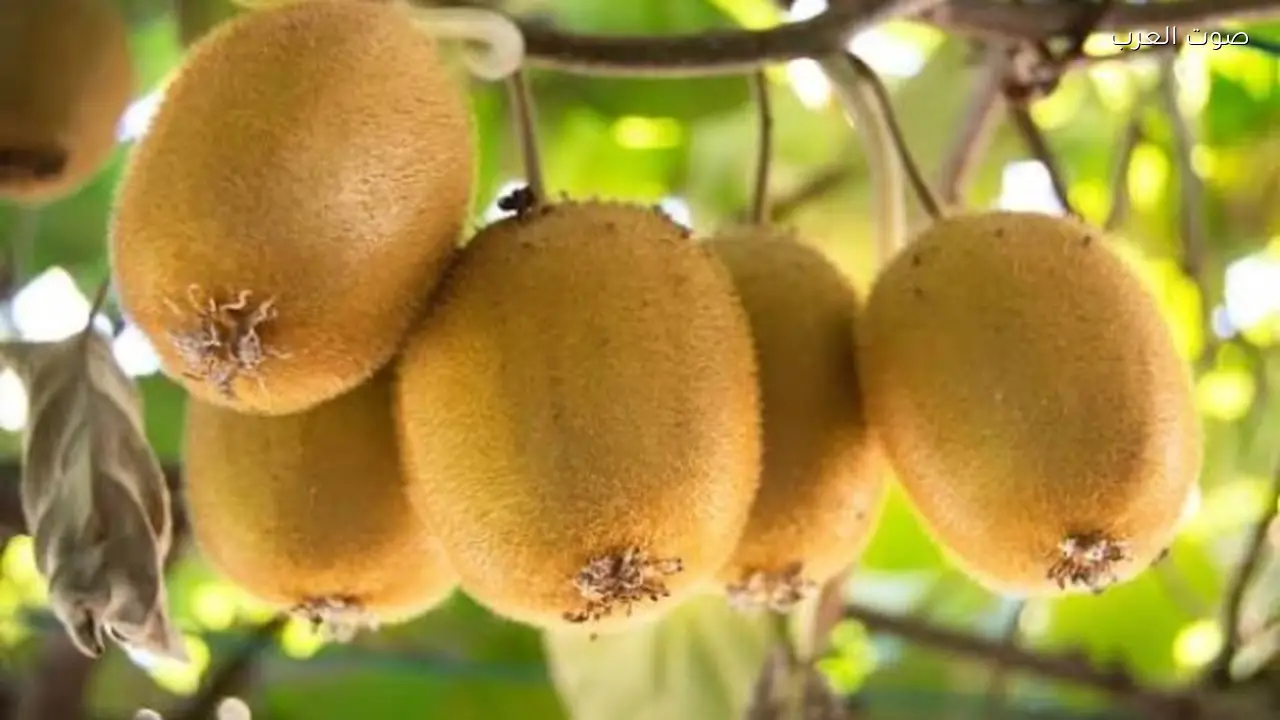 فوائد تناول الكيوي: تعزيز المناعة وتحسين الصحة العامة