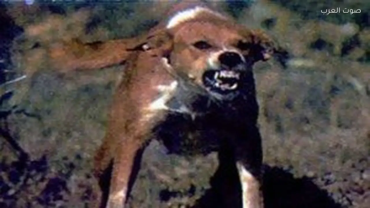 كلب ضال يهاجم 6 أطفال في أطفيح