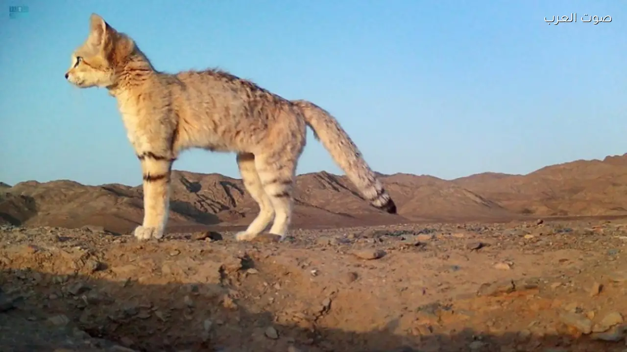 محمية الأمير محمد بن سلمان الملكية تحقق إنجازًا عالميًا في تتبع شبح الصحراء