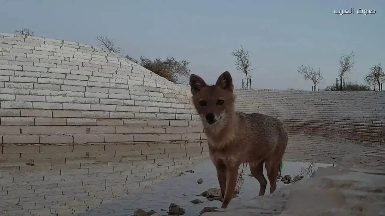 محمية الملك عبدالعزيز الملكية تسجل أول رصد موثق لابن آوى الذهبي في الرياض