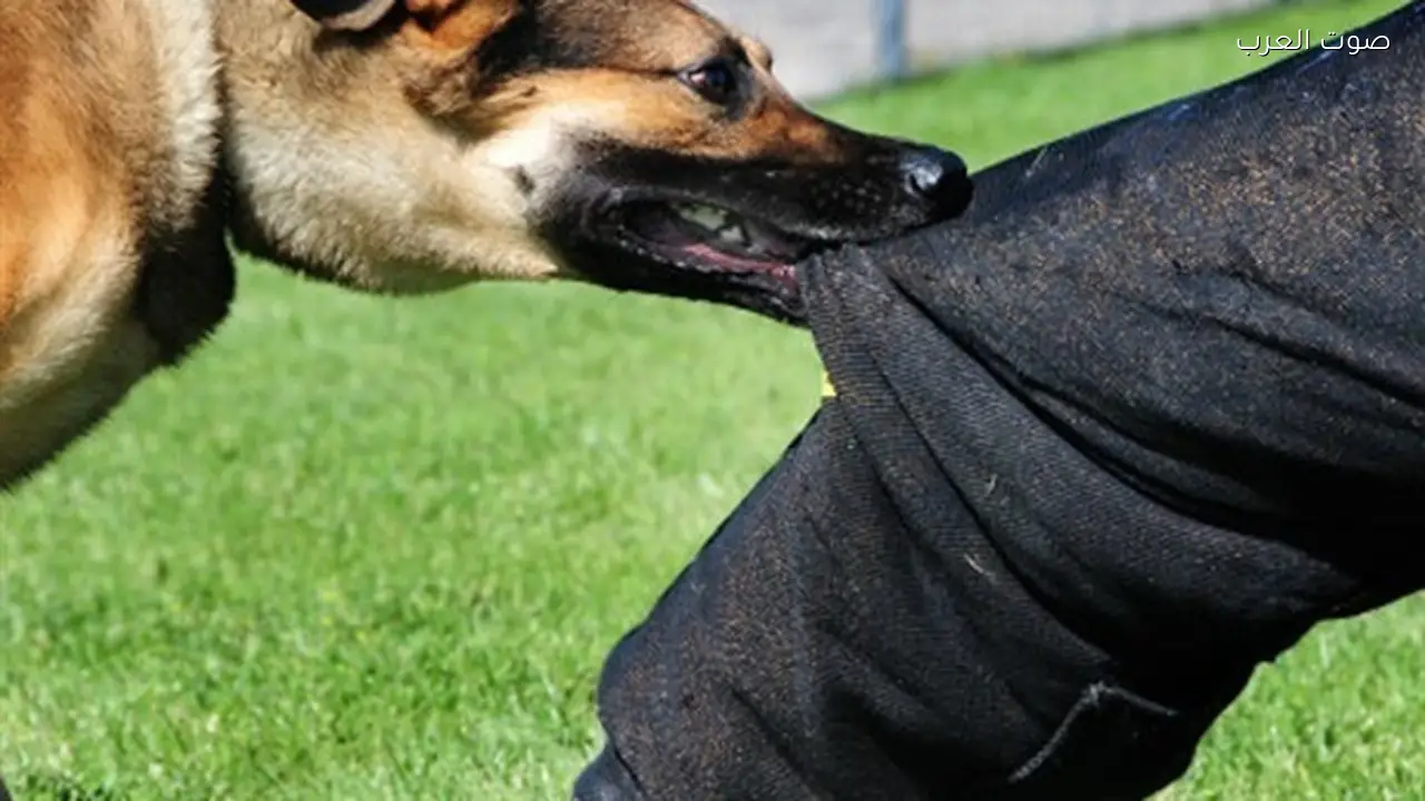 مخاطر عقر الكلاب على صحة الإنسان وكيف يؤثر على الجسم