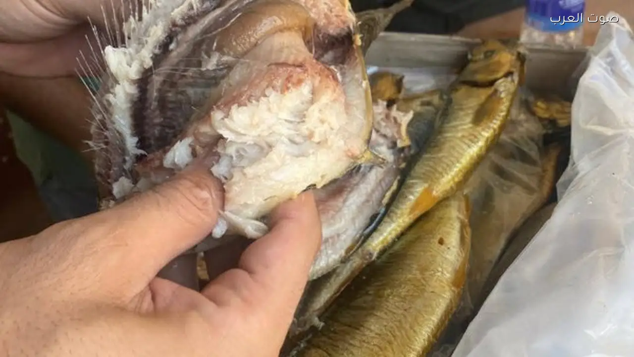 مصادرة 1.25 طن من الأسماك المدخنة بالغربية