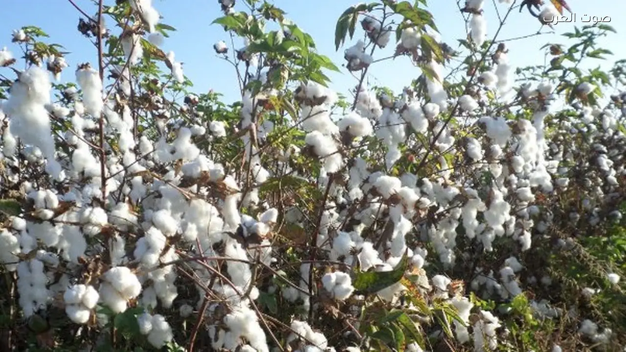 مصر تمنع الزراعة خارج الخريطة وتوزع أصناف القطن بالمحافظات