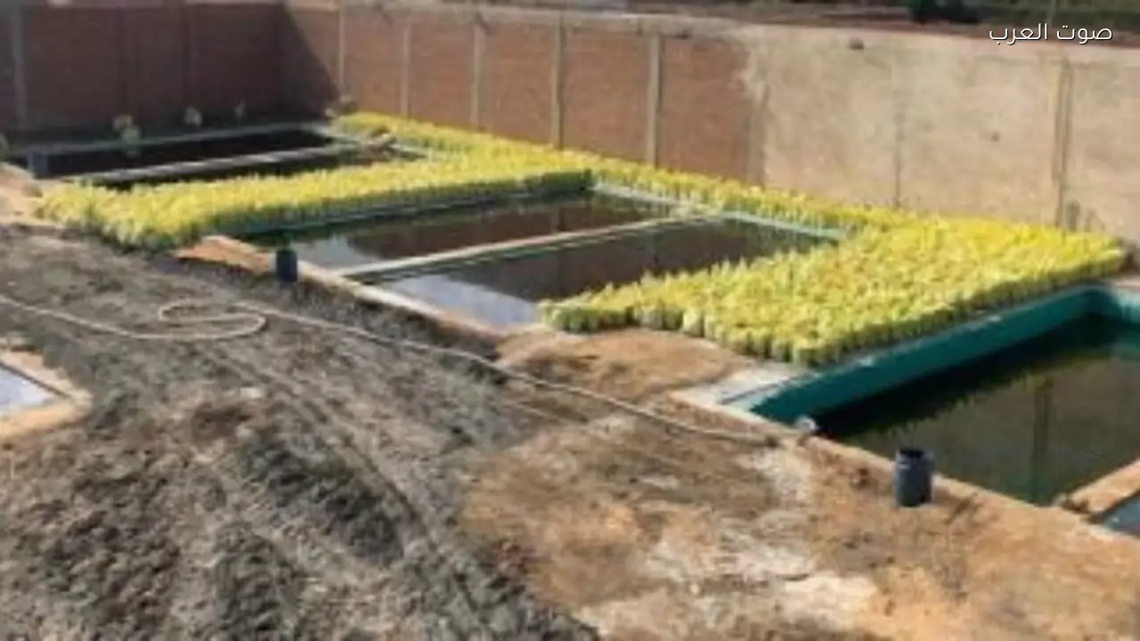 نقص التقاوي والأسمدة المعتمدة لزراعة القمح بالمنافذ الرسمية