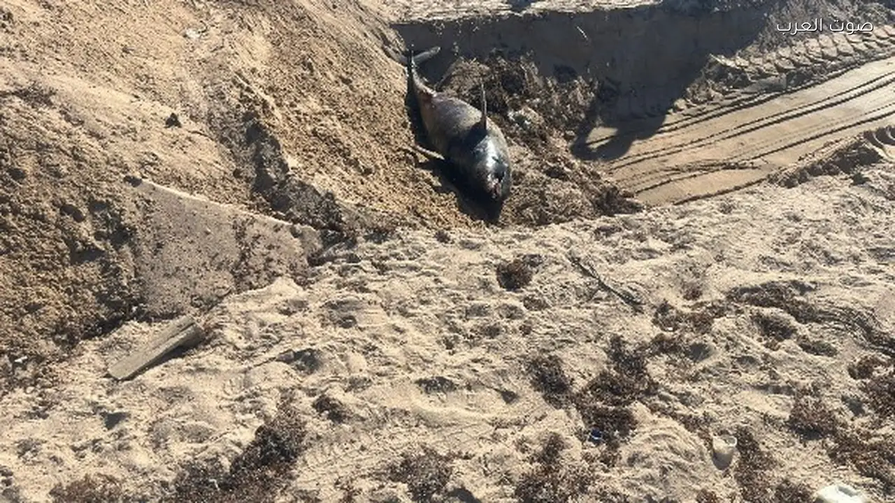 وزيرة البيئة تأمر بدفن الدرفيل النافق في رأس غارب وفقاً للاشتراطات الصحية